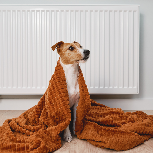 Dog keeping warm in house