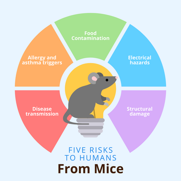 Five risks to humans from mice