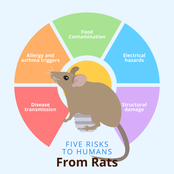 Five risks to humans from rats