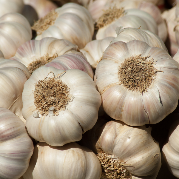 Garlic as a Natural Rat Deterrent
