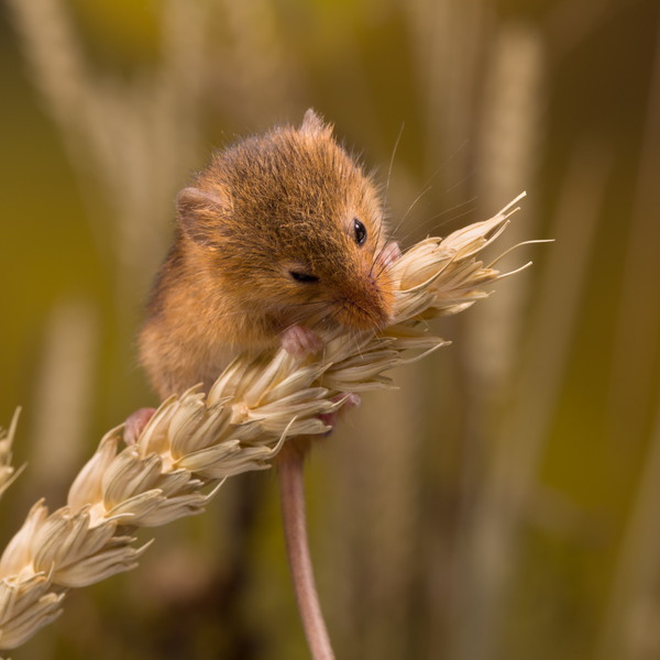 Harvest Mouse