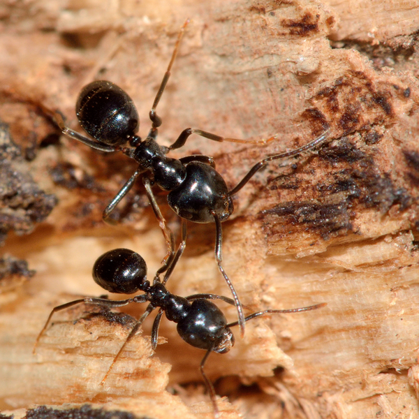 Jet Black Ant (Lasius fuliginosus)