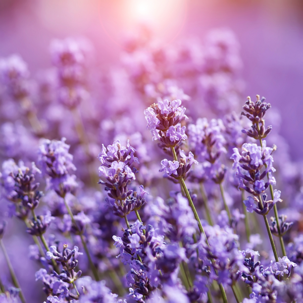 Lavender, a natural fly deterrent