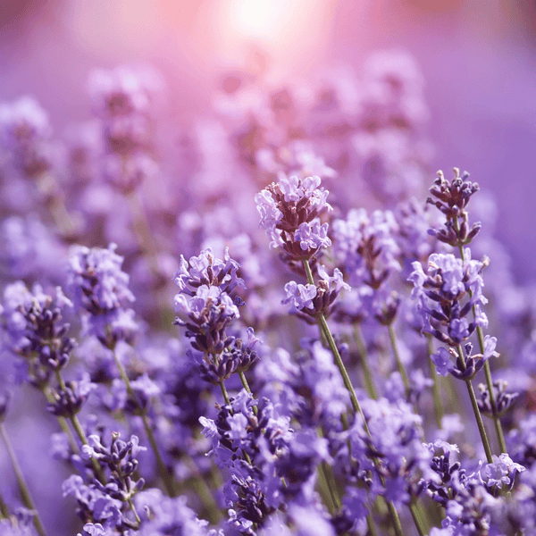 Lavender as a fly deterrent