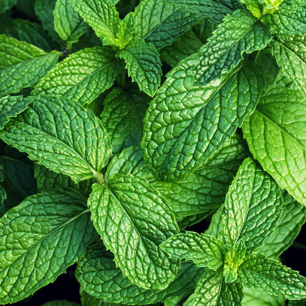 Mint plants can deter rants