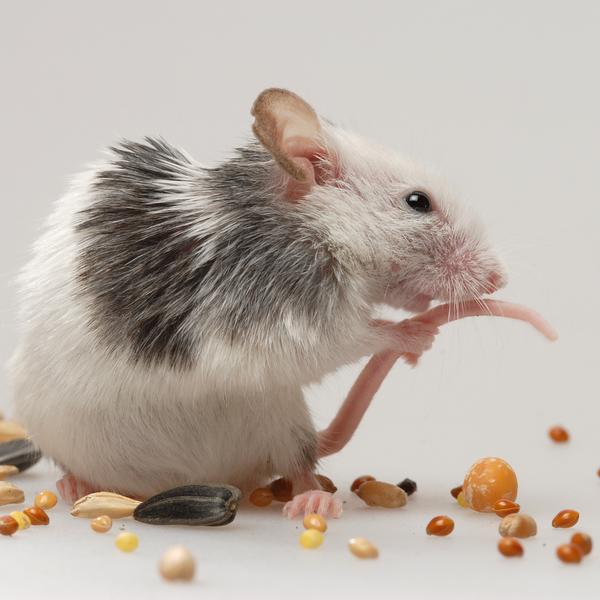 Mouse Eating Food
