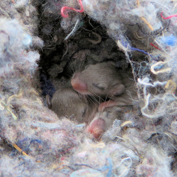 Mouse Nest Damaging Insulation