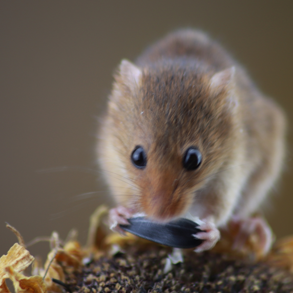 Mouse eating seed