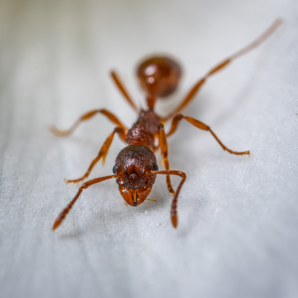 Myrmica, red ants