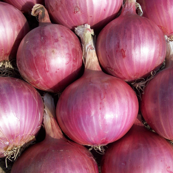 Onions as a Natural Rat Deterrent