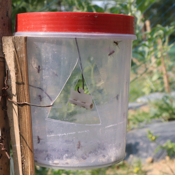 Outdoors fly trap