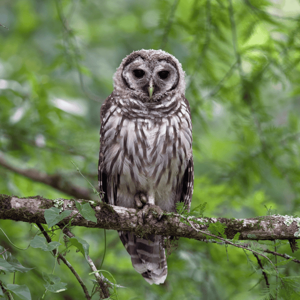 Owls are natural competitors for rats