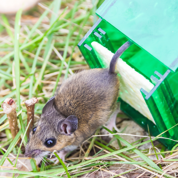 Releasing trapped mouse