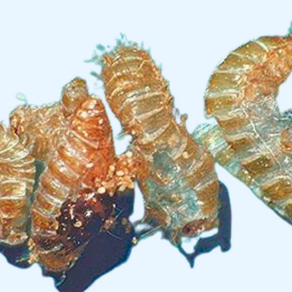 Shed Skins of Carpet Beetles