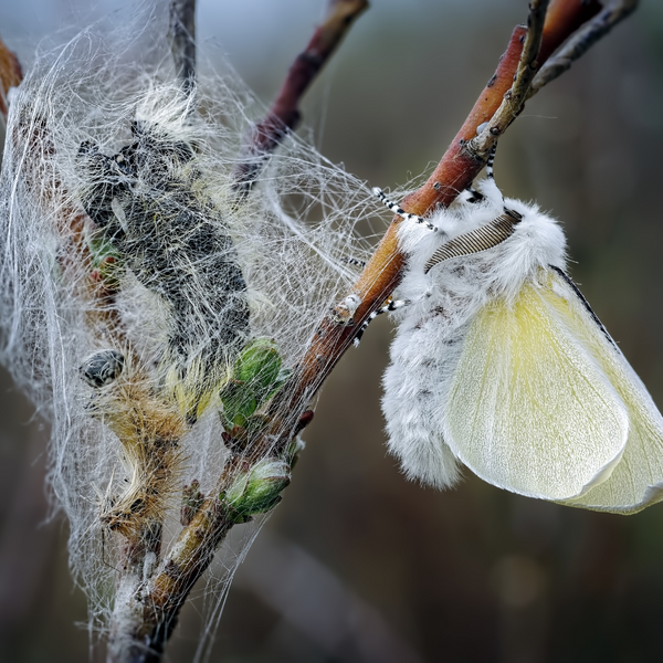 Silk webbing from moths
