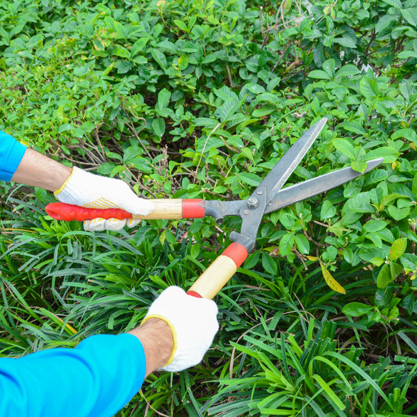 Trimming vegetation to deter mice