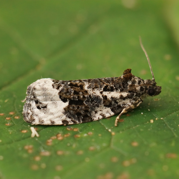 White-shouldered House Moth (Endrosis Sarcitrella)