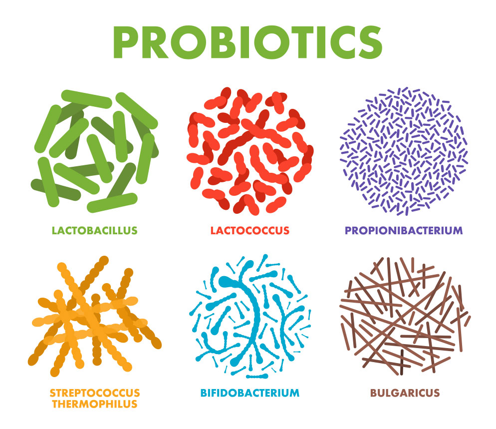 What are Probiotics and Why do You Need Them