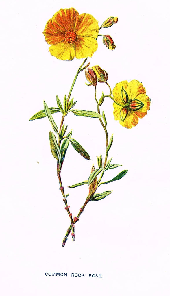 Hulme Wild Flower Print - 1902 - 