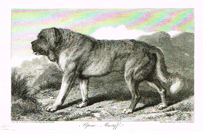 alpine mastiff