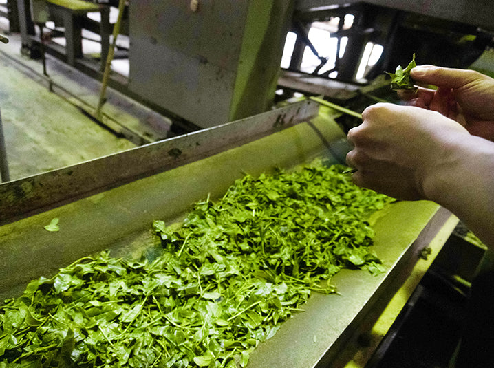 farmer sorting through the matcha green tea leaves