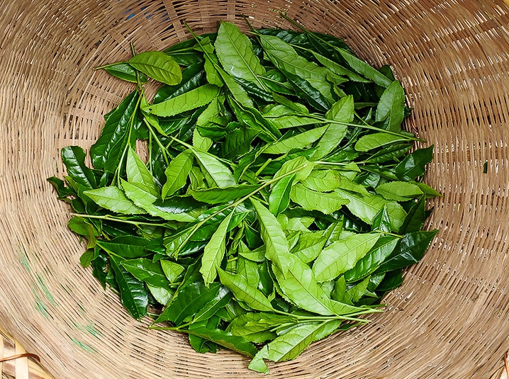 harvested matcha green tea leaves in a deep woven bamboo basket