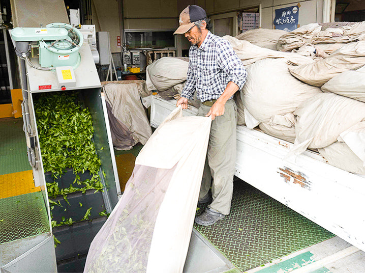 japanese tea farmer with freshly picked tea leaves senbird organic Japanese green loose leaf tea