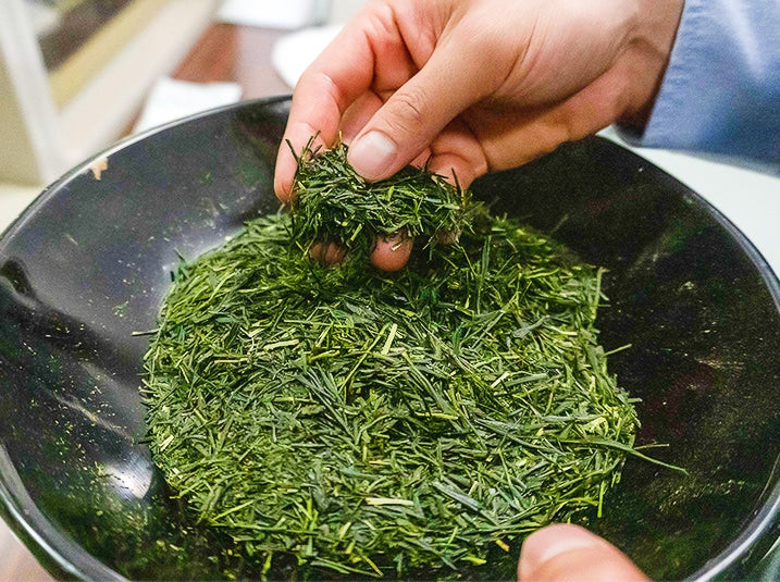 tea farmer inspecting quality of fresh fukamushicha sencha green tea leaves