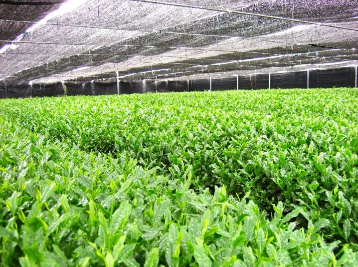 gyokuro shade-grown green tea shaded tea plant field