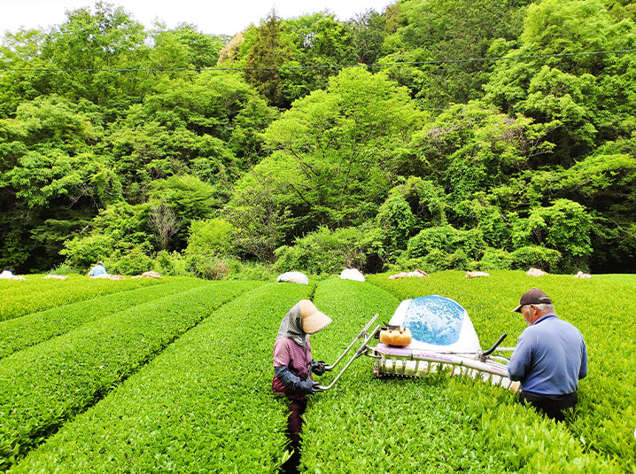 Japanese tea farmers in tea fields of Shizuoka, Japan senbird organic Japanese Green Tea