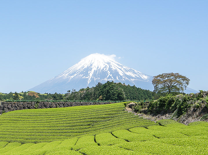 Tea plantation in shizuoka Japan with mount fuji in the background