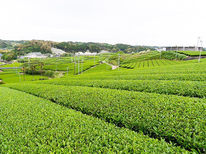 hills of tea fields overlooking tea farms in Shizuoka, Japan organic sencha senbird