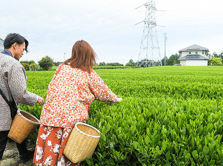 a couple tea picking organic green tea in the shizuoka tea farm tea fields plantation senbird