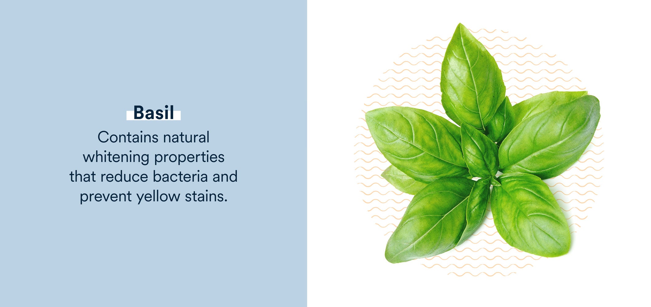 basil contains natural whitening properties 