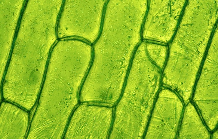 Plant Stem Cells