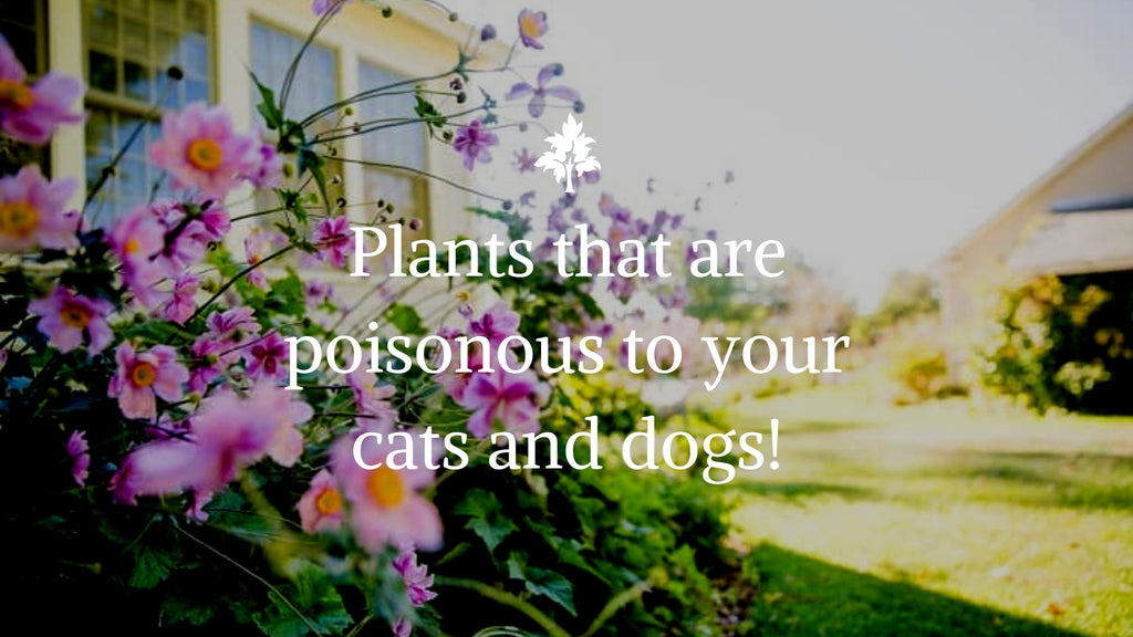 is lilac poisonous to dogs