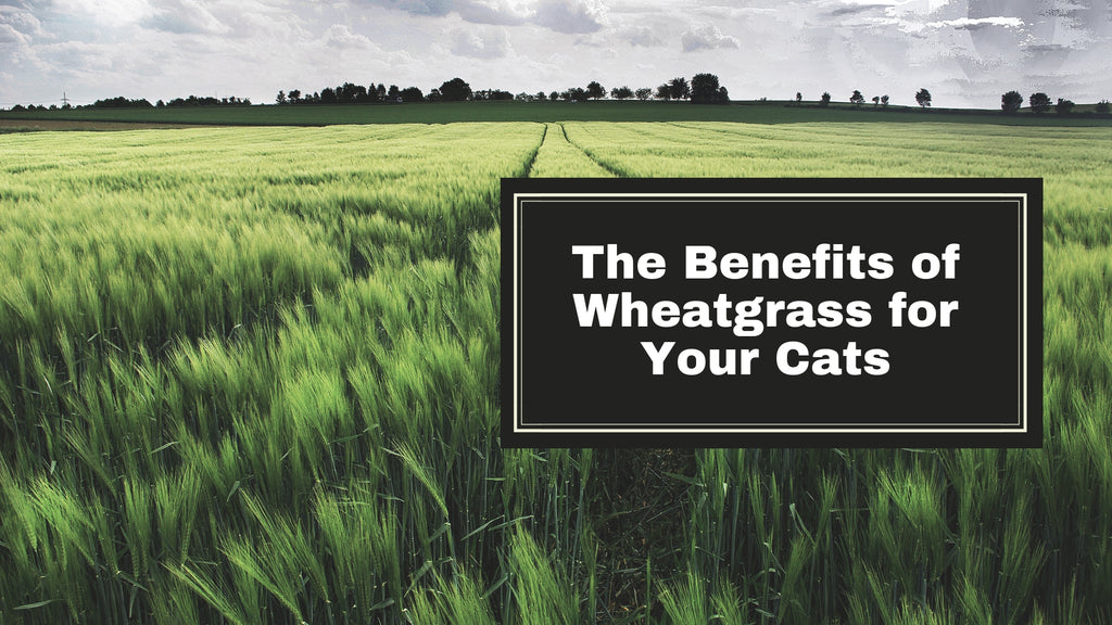 The Benefits Of Wheatgrass For Your Cats Vivipet Vivipet