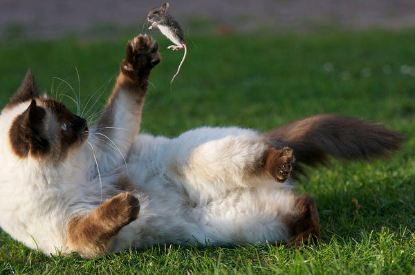 Vivipet Indoor Vs Outdoor Cats Health And Safety Vivipet