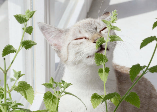 Catnip Benefits What Is Catnip Vivipet Vivipet