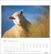 Extra Schaf Postkartenkalender 2025