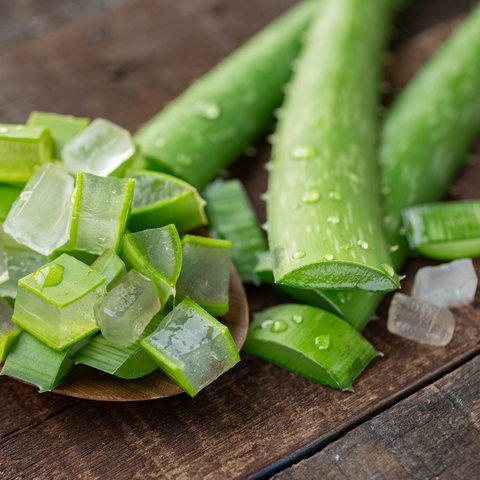 Fresh cut Aloe Vera for Curly Hair