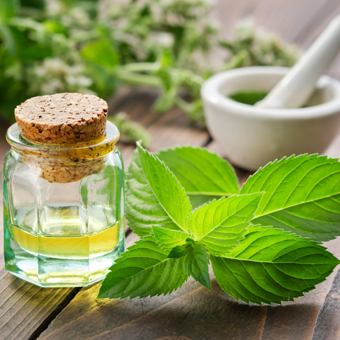 Peppermint Oil for strong curly hair