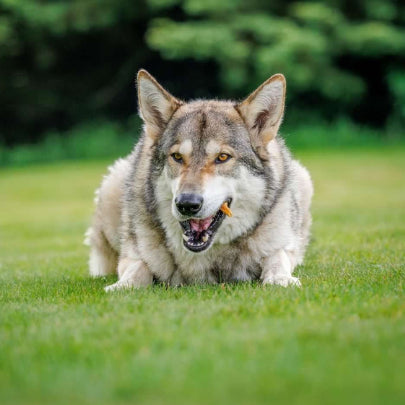 Cal the wulfdog eating his Natural Instinct snacks on the grass