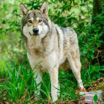 Cal the wulfdog in the woods with his Natural Instinct Rabbit Ears