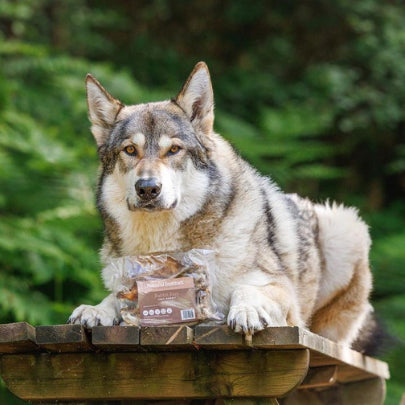 Cal the wulfdog sat on a picnic table with his Natural Instinct Rabbit Ears