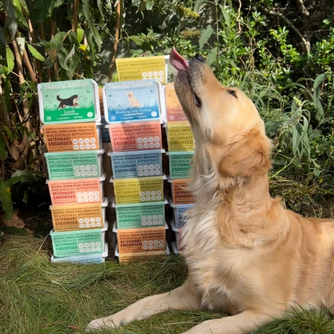 Ruby the golden retriever with a selection of Natural Instinct raw food for pets