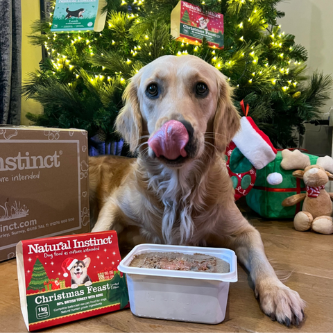 Ruby the golden retriever with Natural Instinct Christmas Feast
