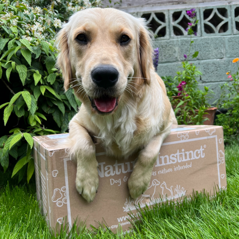 Ruby the golden retriever with her Natural Instinct delivery box
