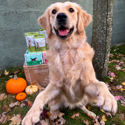 Ruby the golden retriever with her Natural Instinct raw dog food delivery