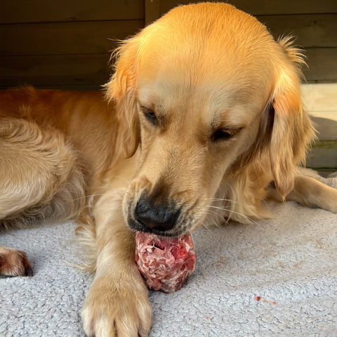 Labrador chewing on Natural Instinct raw play bone treat